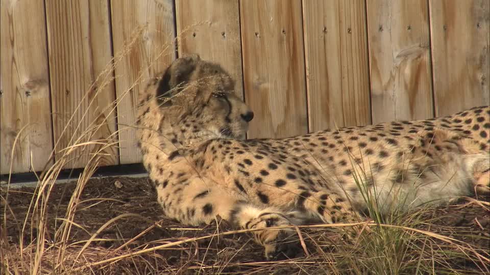 Cheetah Tracking Tech