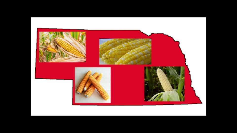 Corn - Where Does Your Food Come From?