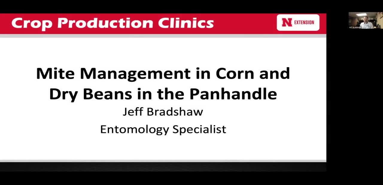Mite Management in Corn and Dry Beans in the Panhandle