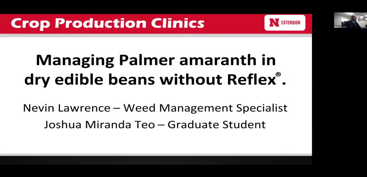 Managing Palmer Amaranth in Dry Edible Beans Without Reflex®