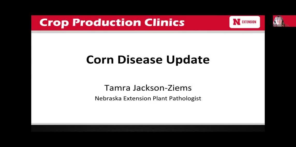 Corn Disease Update