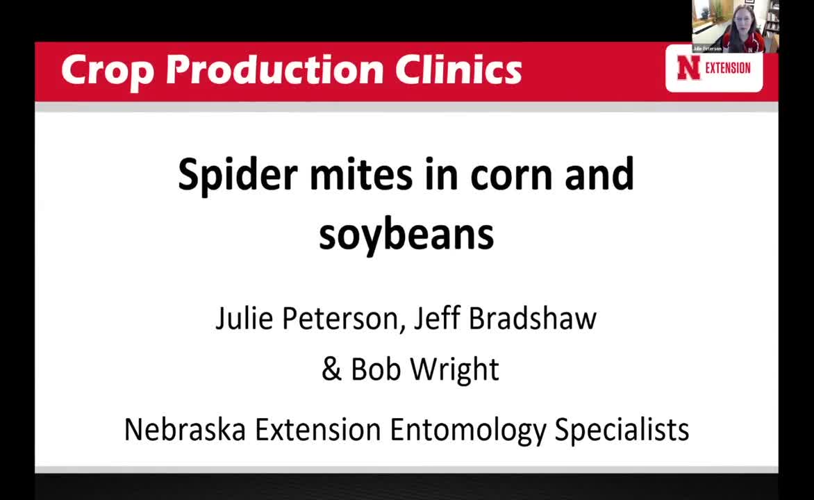 Spider mites in Corn and Soybeans