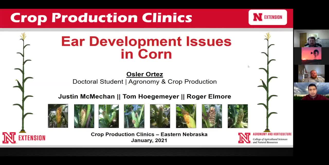 Ear Development Issues in Corn