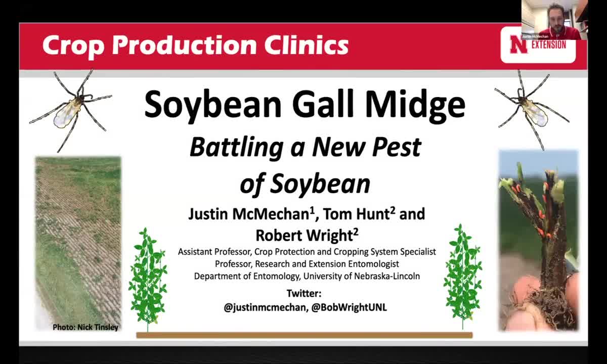 Soybean Gall Midge: Battling a new pest of soybean