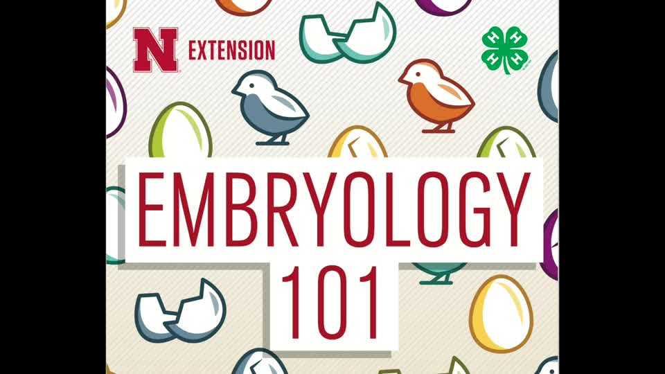 Embryology 101 - Lesson 3: Build-A-Chick