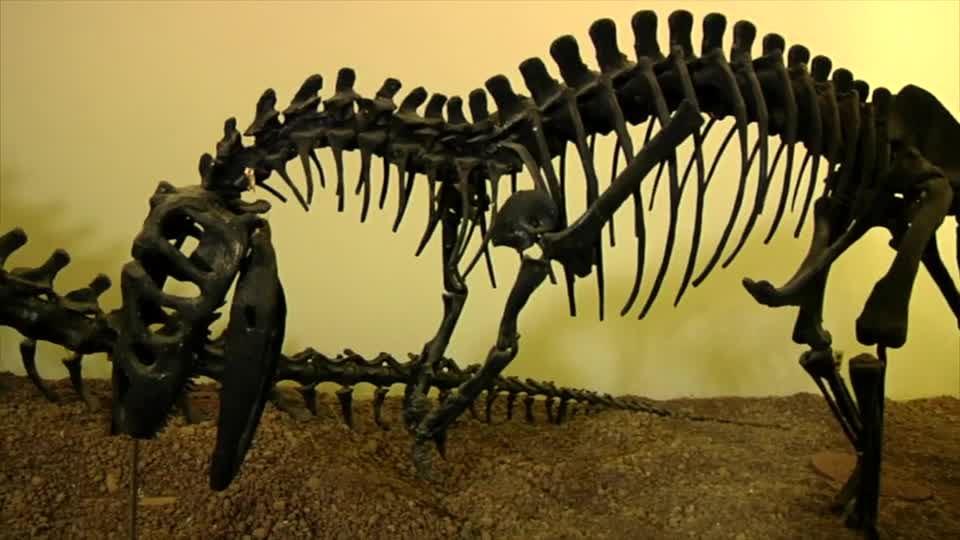 Did T-Rex Teens Crush Carnivore Competition?