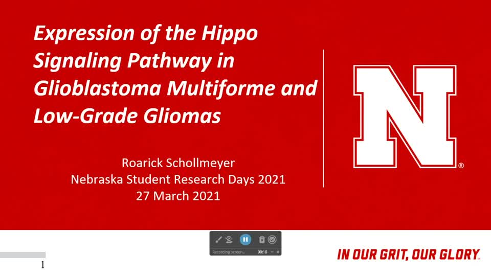 Expression of the Hippo Signaling Pathway in Glioblastoma Multiforme and Low-Grade Gliomas