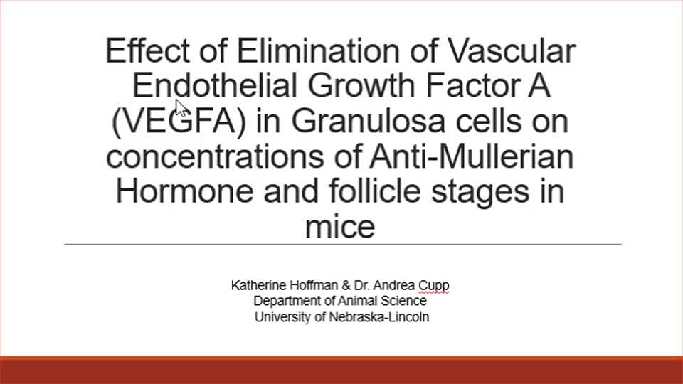 Effect of Elimination of Vascular Endothelial Growth Factor A (VEGFA) in Granulosa cells on concentrations of Anti-Mullerian Hromone and follicle stages in mice