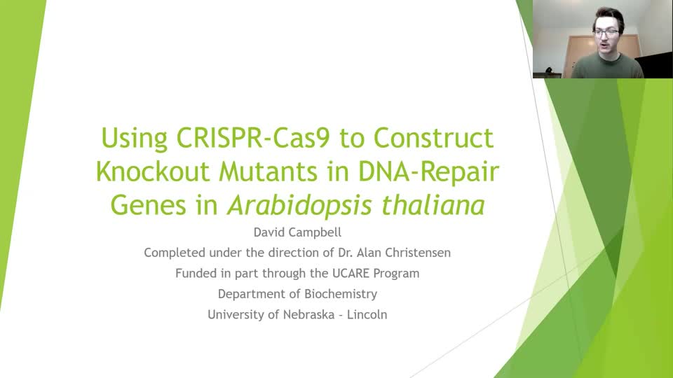 Using CRISPR-Cas9 to Construct Knockout Mutants in DNA-Repair Genes in Arabidopsis thaliana