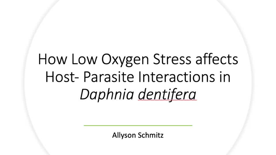 How Low Oxygen Stress affects Host- Parasite Interactions in Daphnia dentifera