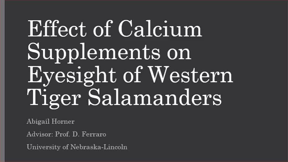 Effect of Calcium Suppliments on the Eyesight of Western Tiger Salamanders