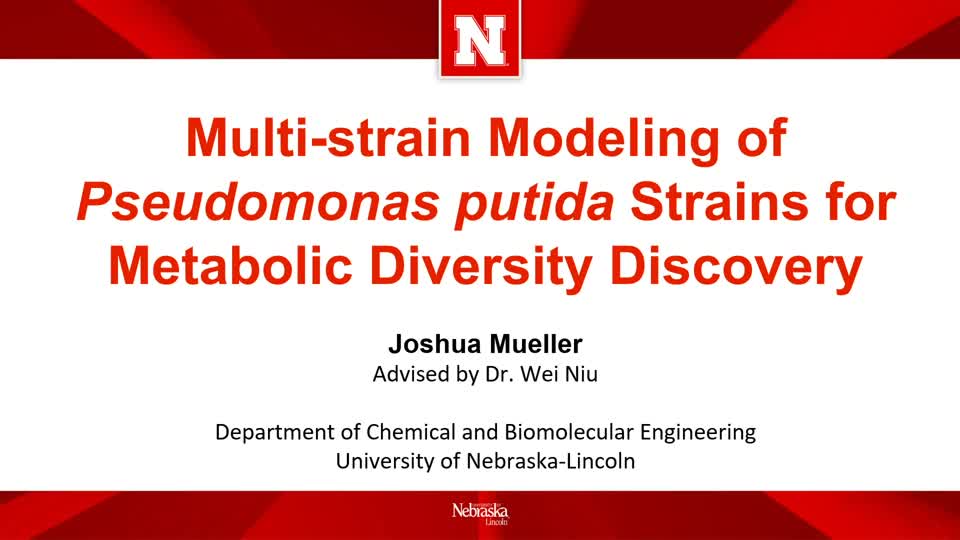 Multi-strain Modeling of Pseudomonas putida Strains for Metabolic Diversity Discovery
