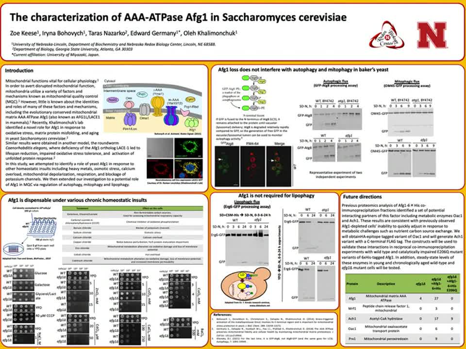 The characterization of AAA-ATPase Afg1 in Saccharomyces cerevisiae