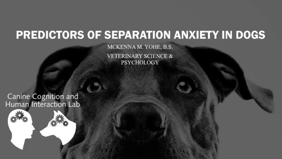 Predictors of Separation Anxiety in Dogs