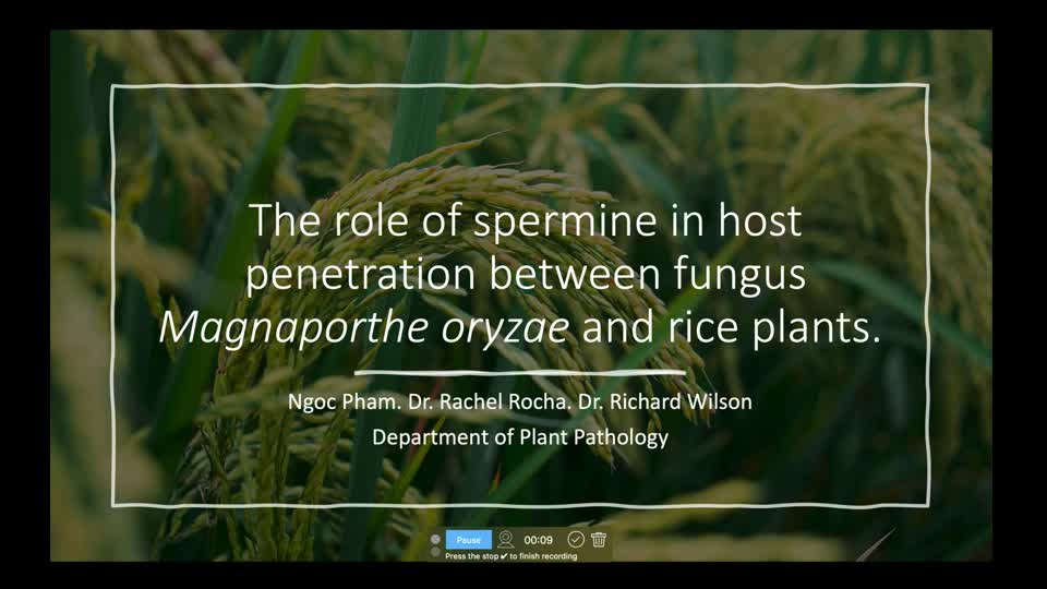 The role of spermine in host penetration between fungus Magnaporthe oryzae and rice plants.
