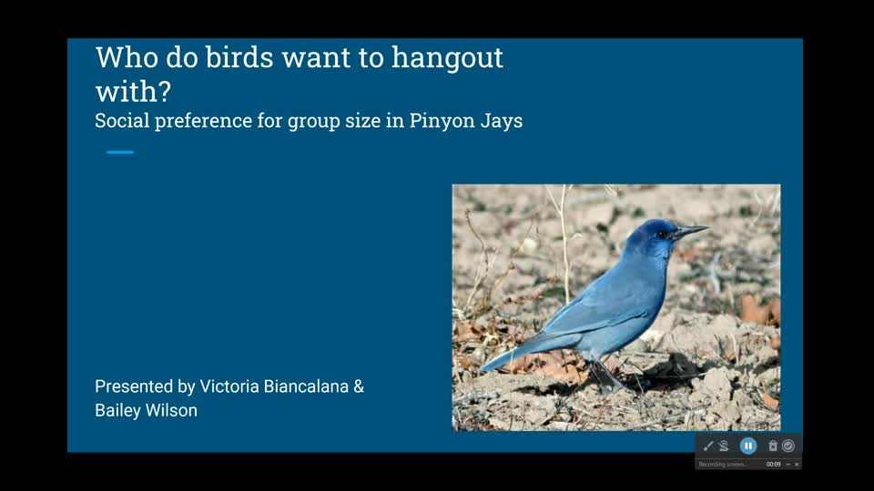Who do birds want to hang out with? Social preference for group size in Pinyon Jays 