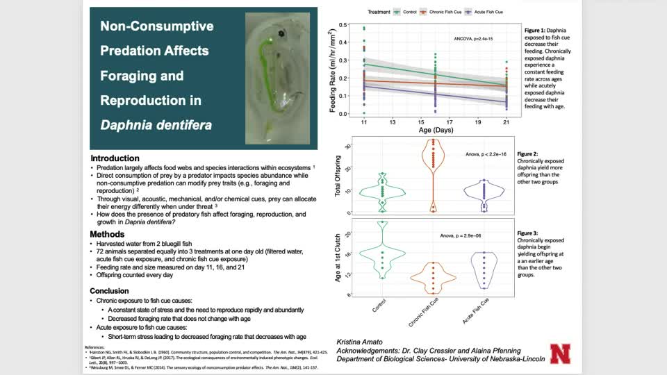 Trait-mediated effects of non-consumptive predation on Daphnia dentifera