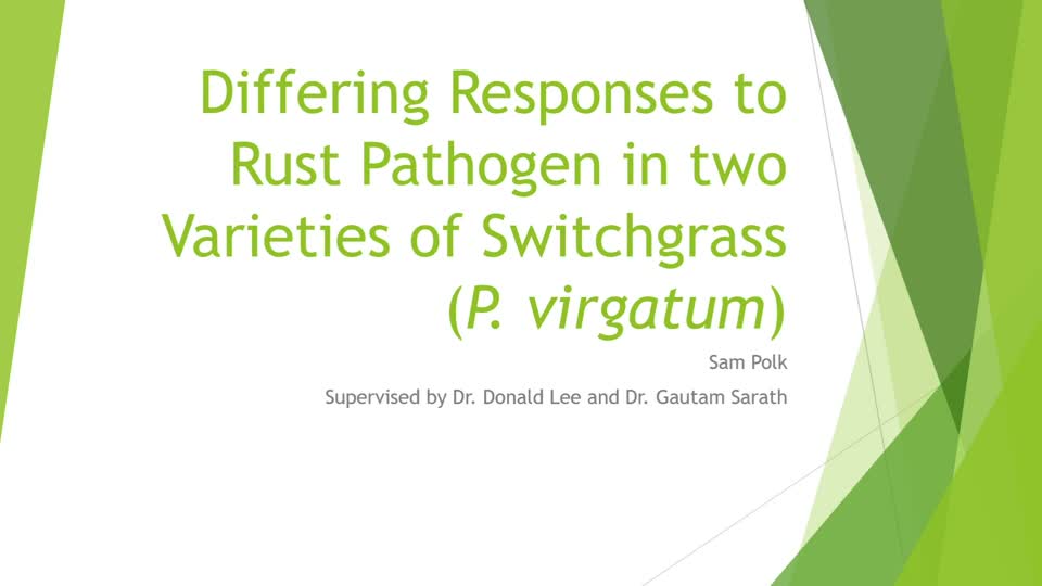 Differing Responses to Rust Pathogen in two Varieties of Switchgrass (P. virgatum)