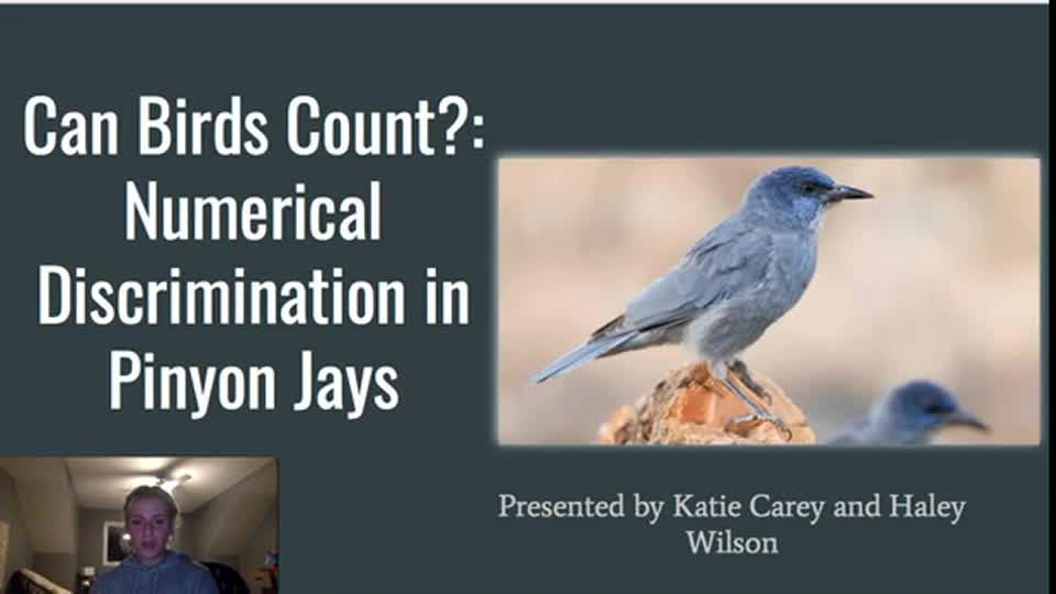 Can Birds Count?: Numerical Discrimination in Pinyon Jays
