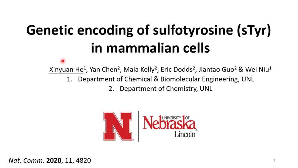 Genetic encoding of sulfotyrosine (sTyr)  in mammalian cells