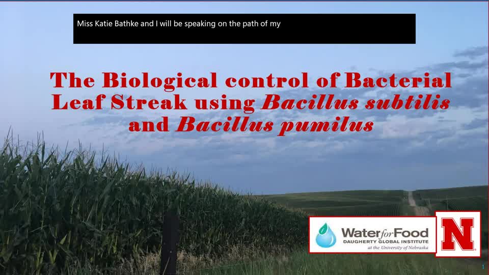THE BIOLOGICAL CONTROL OF BACTERIAL LEAF STREAK OF CORN USING BACILLUS SUBTILIS AND BACILLUS PUMILUS