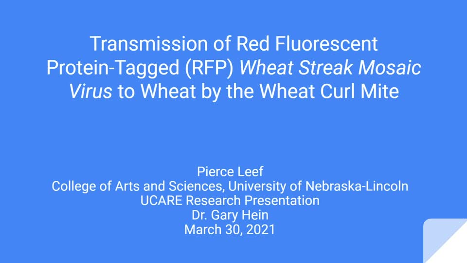 Transmission of Red Fluorescent Protein-Tagged (RFP) Wheat Streak Mosaic Virus to Wheat by the Wheat Curl Mite