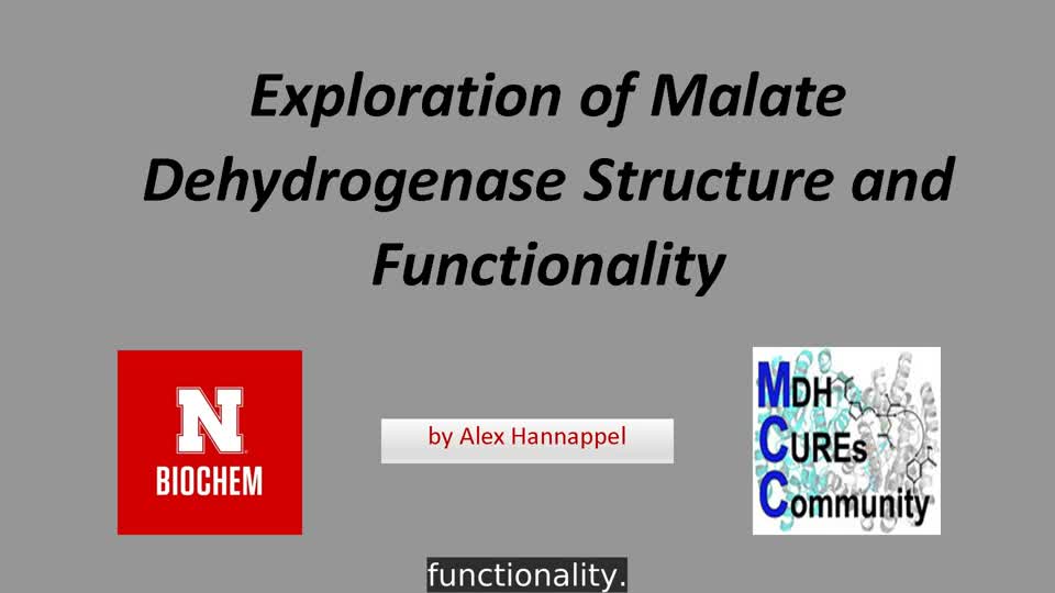Exploration of Malate Dehydrogenase Structure and Functionality