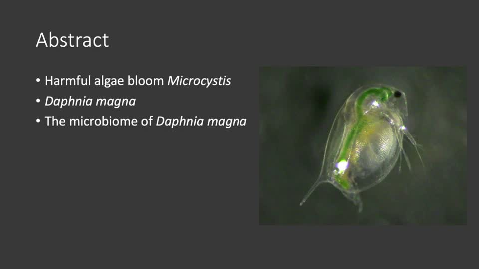 The effects of Daphnia magna on harmful algae bloom Microcystis
