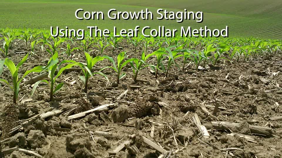 Corn Growth Staging Using the Leaf Collar Method
