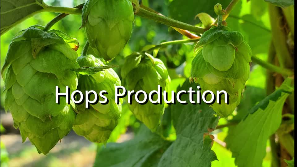 Hops Production