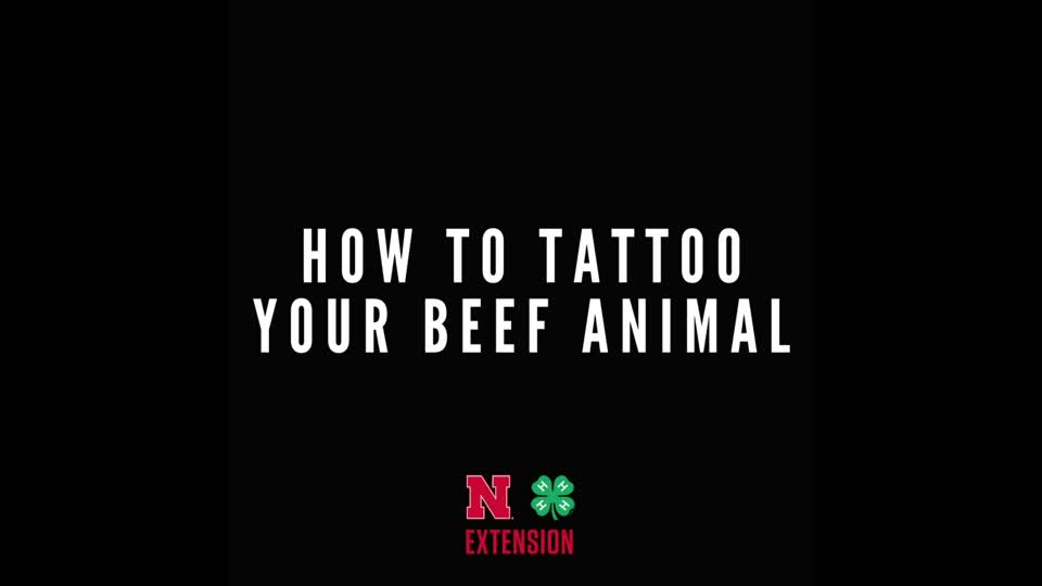 Tattooing Beef Projects