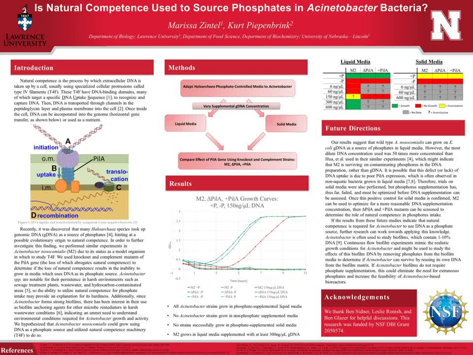 Is Natural Competence Used to Source Phosphates in Acinetobacter Bacteria?