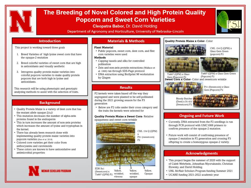 The Breeding of Novel Colored and High Protein Quality Popcorn and Sweet Corn Varieties