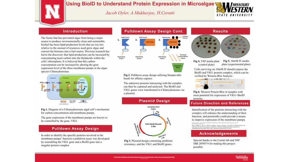 Using BioID to Understand Protein Expression in Microalgae 