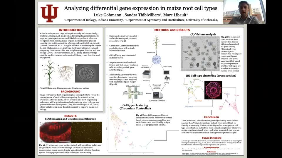 Analyzing differential gene expression of maize root cell types