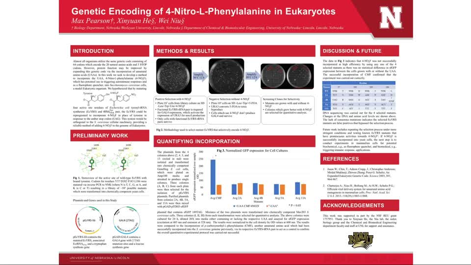 Genetic Encoding of 4-Nitro-L-Phenylalanine in Eukaryotes