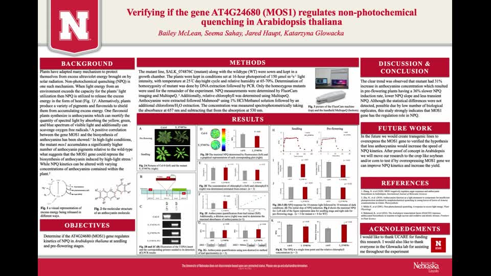 Verifying if the gene AT4G24680 (MOS1) regulates non-photochemical quenching in Arabidopsis thaliana