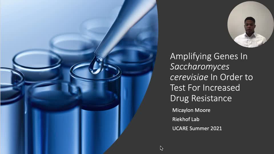 Amplifying Genes In Saccharomyces cerevisiae In Order to Test for Increased Drug Resistance