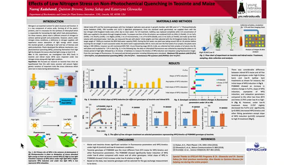 Effects of low nitrogen stress on non-photochemical quenching in teosinte and maize