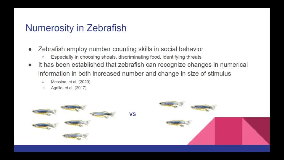 Visual Discrimination in Zebrafish: Generalizing Numerosity Information to Novel Situations