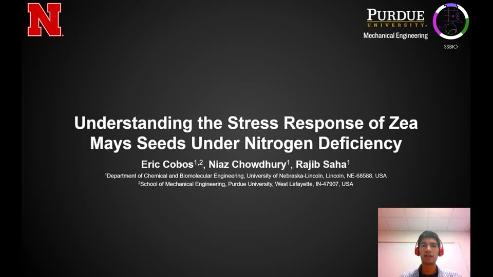 Understanding Stress Response Mechanisms of Zea Mays Seeds Under Nitrogen Deficiency
