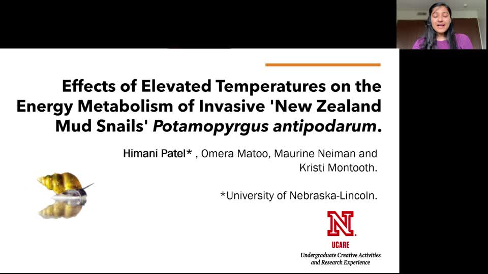 Investigating the Effects of Increased Temperature on the Metabolic Plasticity of Invasive Mollusk Potamopyrgus antipodarum. 
