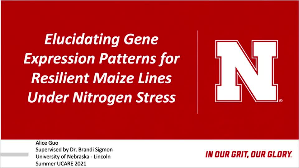Elucidating Gene Expression Patterns for Resilient Maize Lines Under Nitrogen Stress