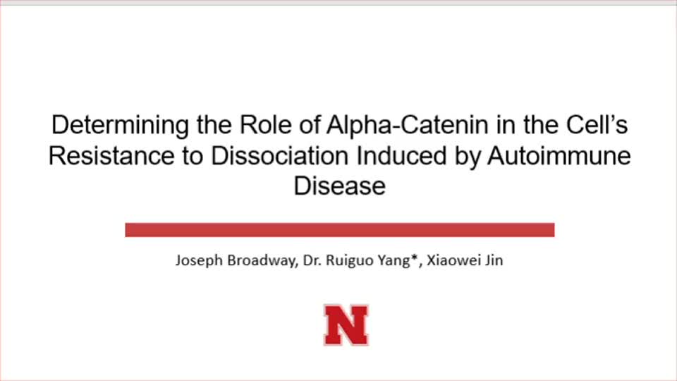 Determining the Role of Alpha-Catenin in the Cell's Resistance to Dissociation Induced by Autoimmune Disease