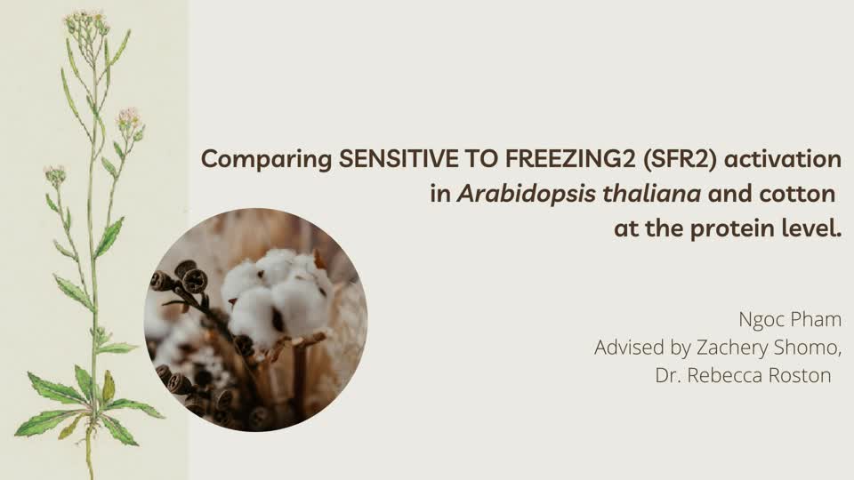 Comparing SENSITIVE TO FREEZING2 (SFR2) activation in Arabidopsis thaliana and cotton at the protein level.