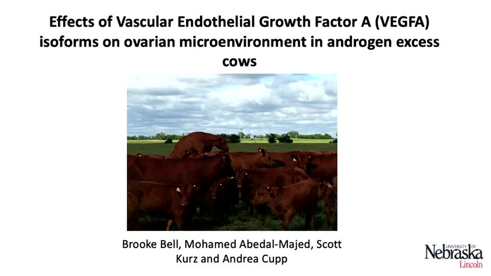 Effects of Vascular Endothelial Growth Factor A (VEGFA) Isoforms on the Ovarian Microenvironment in Androgen Excess Cows. 