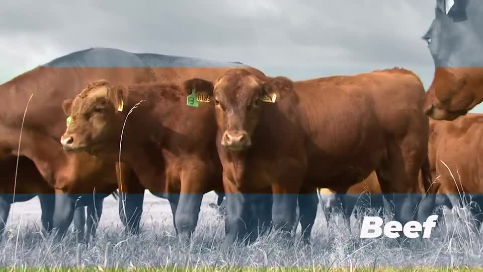 Nebraska 4-H "Aspects of Ag" - Beef