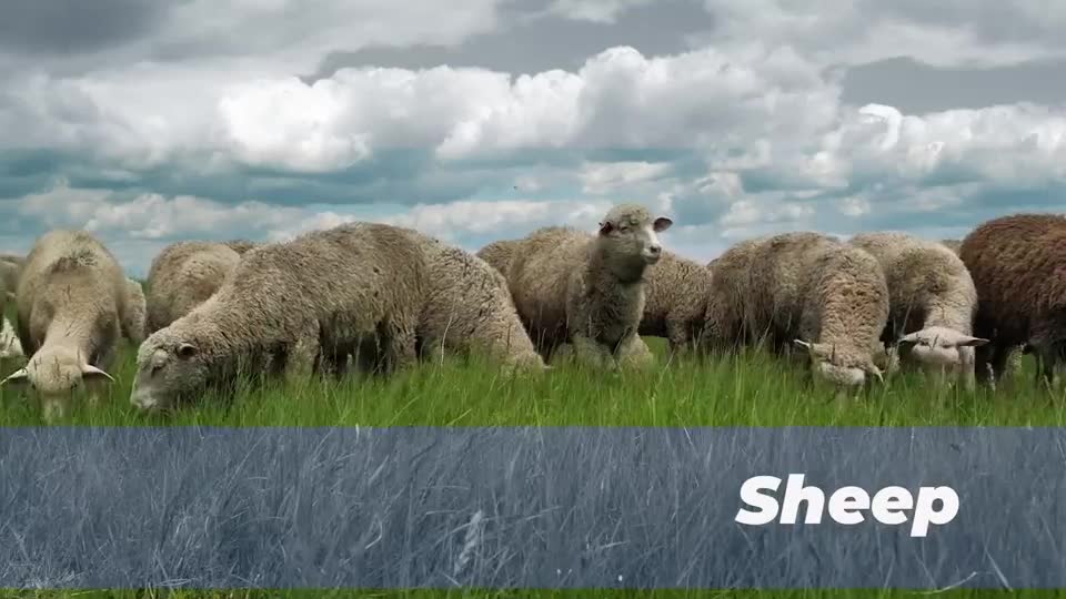 Nebraska 4-H "Aspects of Ag" - Sheep