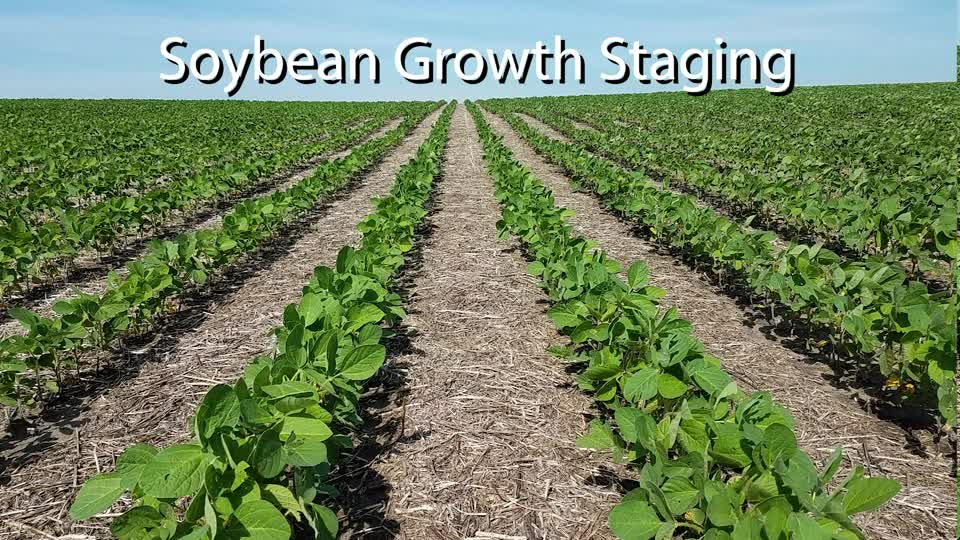 Soybean Growth Staging
