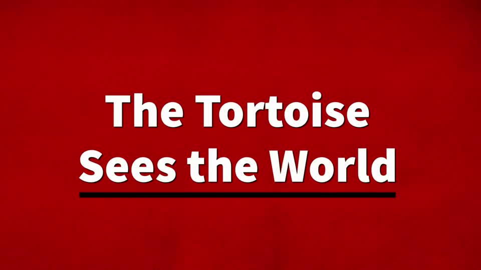 The Tortoise Sees the World
